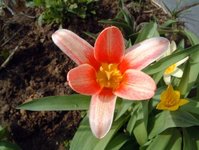 Tulpen3.jpg