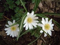 Garten_2.jpg