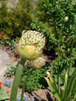Allium1.jpg