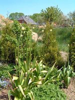 Allium3.jpg