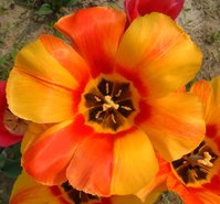 Tulpe1.jpg