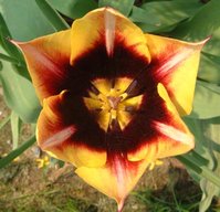 Tulpe2.jpg