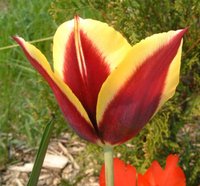 Tulpe3.jpg