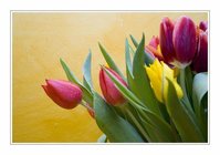 tulpenstrauss.jpg