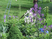 hesperis lila.jpg