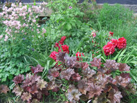paeonia.jpg