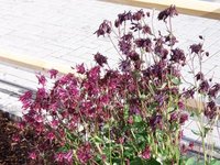 garten_juni_01.jpg