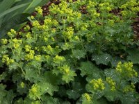 garten_juni_03.jpg