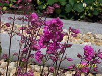 garten_juni_04.jpg
