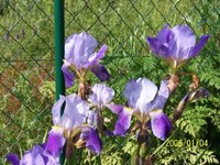 garten_juni_05.jpg