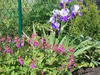 garten_juni_06.jpg