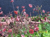 garten_juni_07.jpg