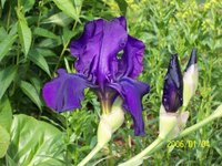 garten_juni_08.jpg