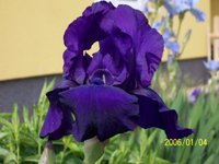 garten_juni_09.jpg