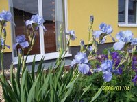 garten_juni_10.jpg