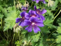 garten_juni_11.jpg