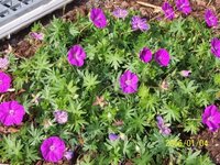 garten_juni_13.jpg