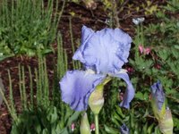 garten_juni_14.jpg