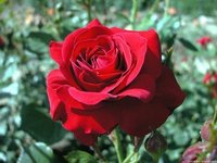 rosa_Nina_Weibull_1.JPG