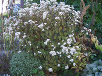 eupatorium.jpg