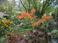 hamamelis.jpg