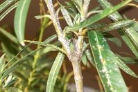 oleander1.jpg