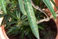 Oleander2.jpg