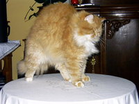 IMAG0097.jpg