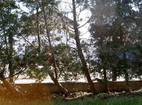 thuja.jpg