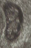 baby mini  zu.jpg