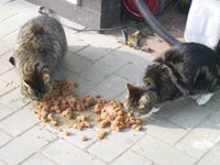 Kopie von PIC_0002.jpg
