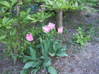 PICT2062.jpg