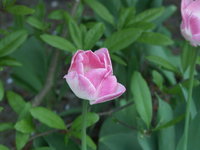 PICT2063.jpg