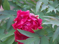 PICT2070.jpg