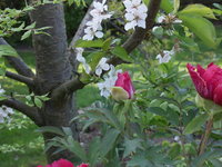 PICT2071.jpg