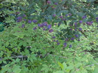 PICT2072.jpg