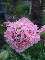 Mohn gefuellt.jpg