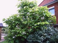 Baum38.jpg
