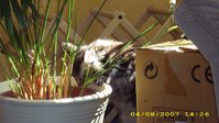 Luna-Nutela Mahler Precht 002.jpg