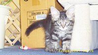 Luna-Nutela Mahler Precht 009.jpg