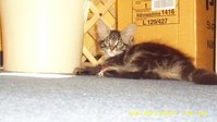 Luna-Nutela Mahler Precht 011.jpg