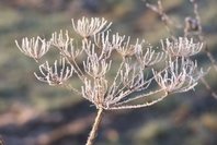 100_5093a.jpg