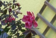 100_5118a.jpg