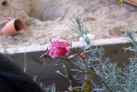 100_5121a.jpg