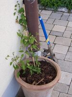 clematis.jpg clematis.jpg