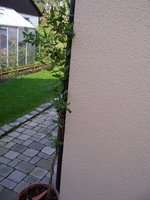 geißblatt.jpg geißblatt.jpg