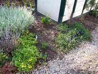 gras und bodendecker.JPG gras und bodendecker.JPG