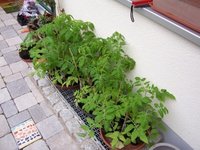 tomaten.JPG
