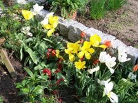 tulpen verblüht.JPG