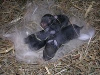 hasenbabies_1.jpg